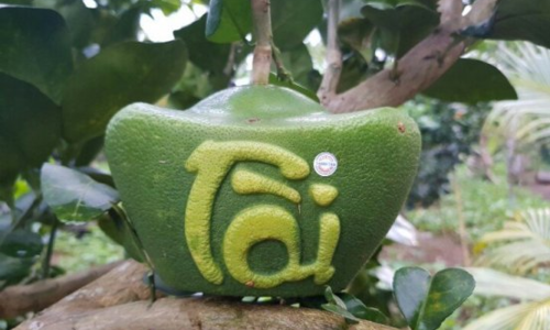 Những trái cây chưng Tết hút khách - 2
