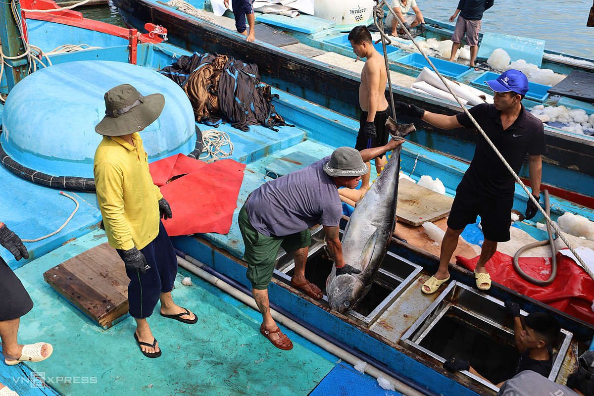 Cá ngừ đại dương được ngư dân đưa về cảng cá Hòn Rớ, TP Nha Trang, Khánh Hòa: Ảnh: Xuân Ngọc