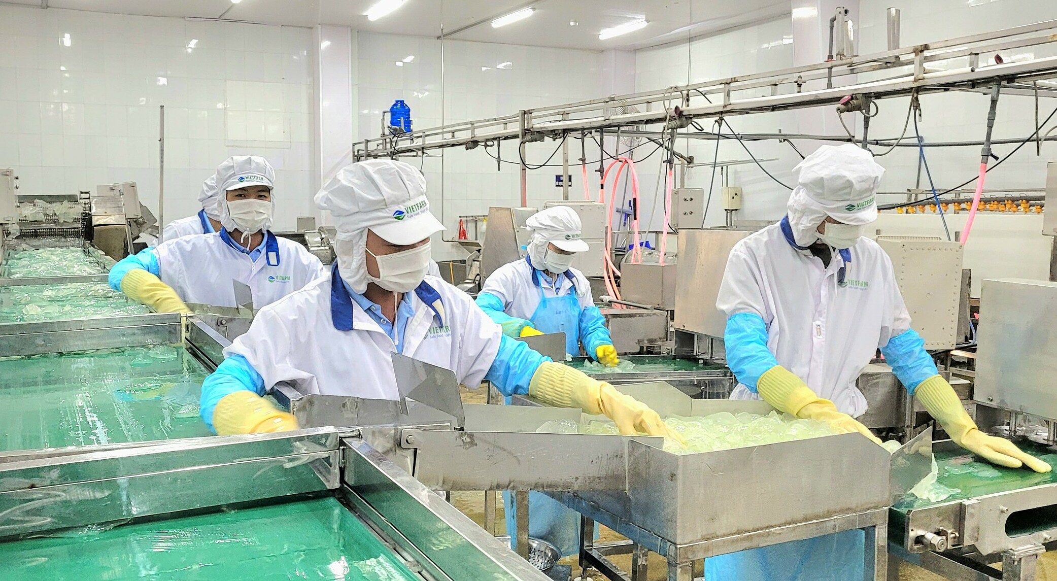 Công nhân đang làm việc tại nhà máy sản xuất nha đam ở Ninh Thuận. Ảnh: NVCC